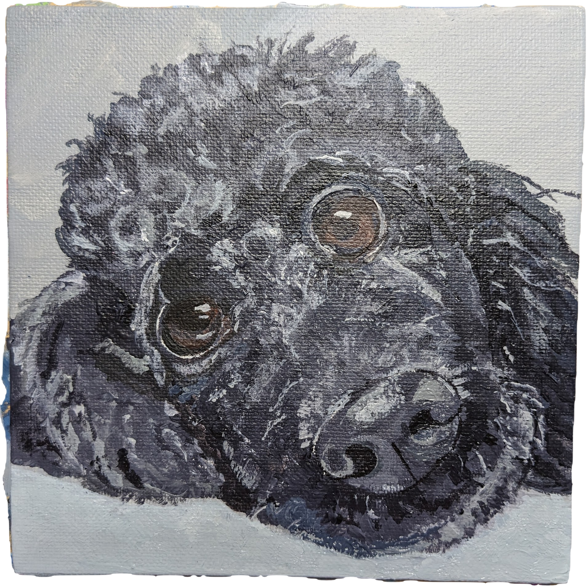 black poodle canvas